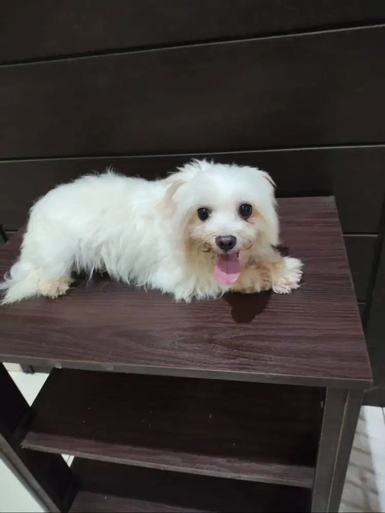 Jual Anjing Maltese Jantan