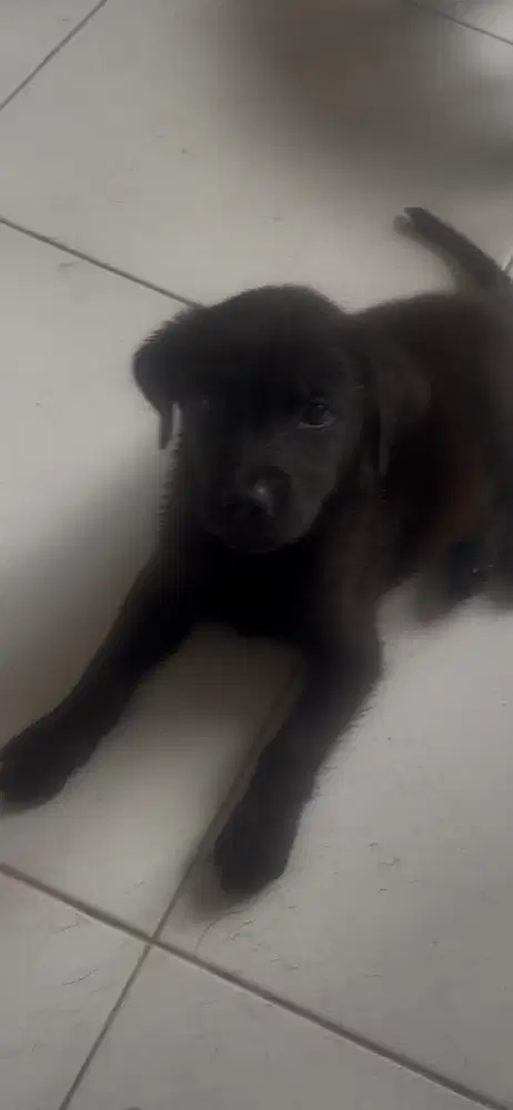 Anakan labrador