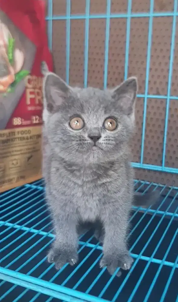 BSH BRITISH SHORTHAIR SF SCOTTISH FOLD MUNCHKIN RAGDOLL PEAKNOSE MC