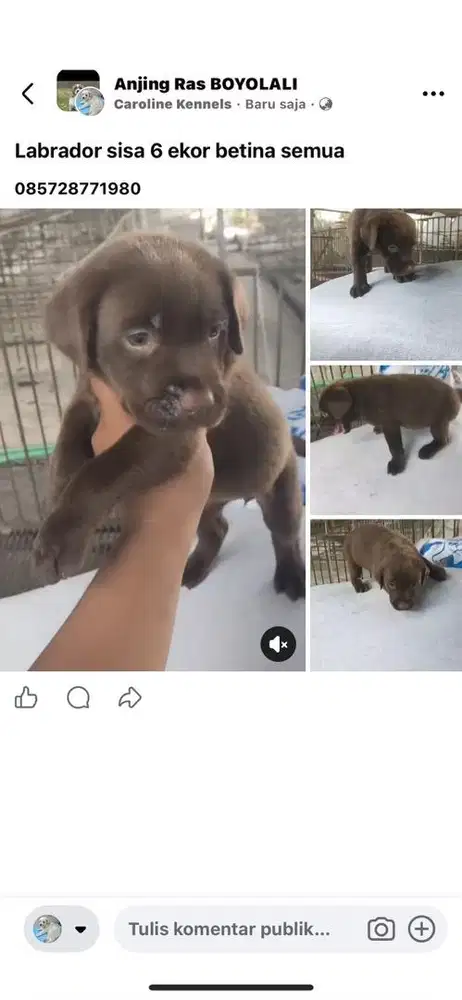 Labrador puppy betina