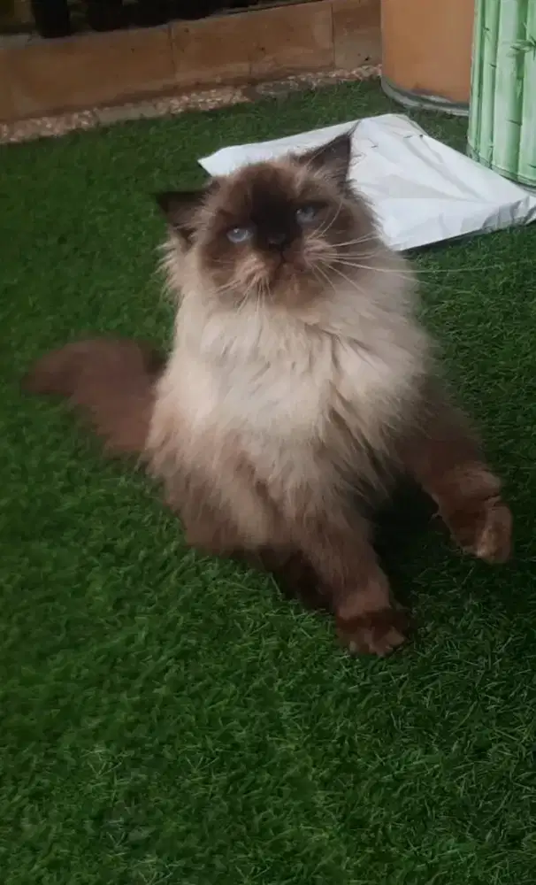 RAGDOLL HIMALAYA PERSIA PEAKNOSE EXO MUNCHKIN BSH SF MC