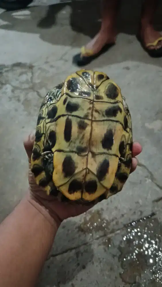 Kura kura Brazil