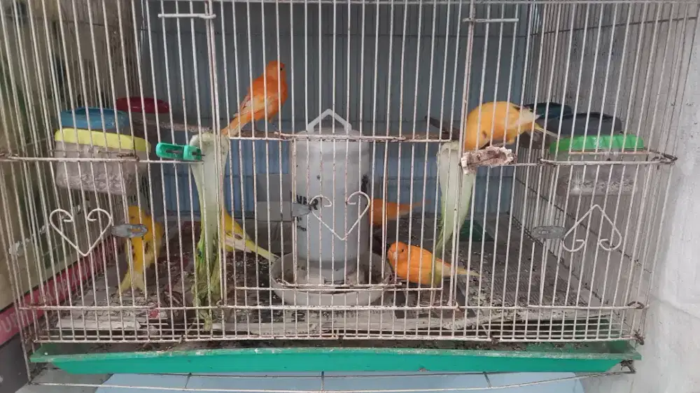 Kenari jantan semua warna bagus