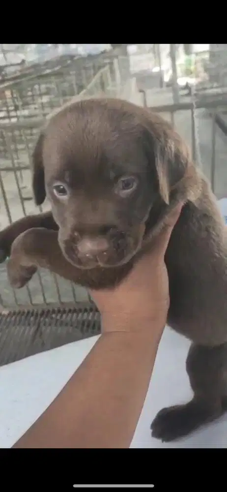 Labrador puppy betina