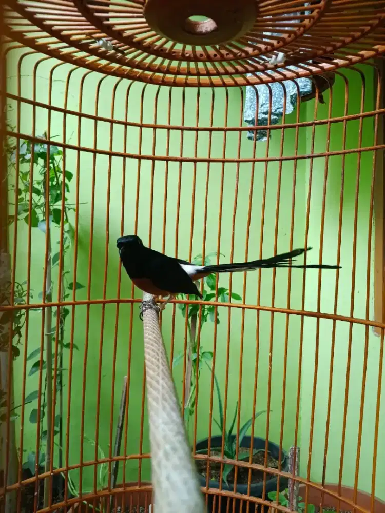 Murai Tiga Kali Mabung