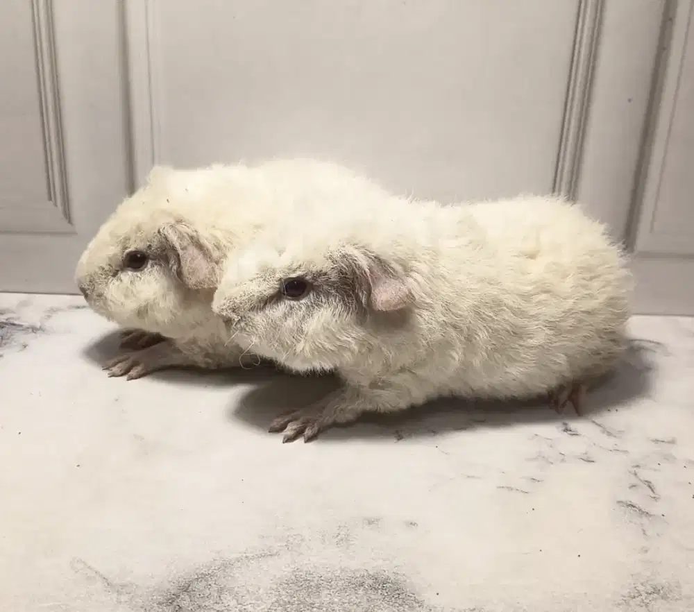 Guinea Pig Teddy sepasang