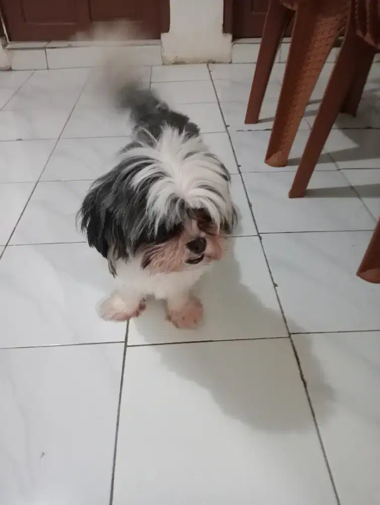 anak pom mix shitzu