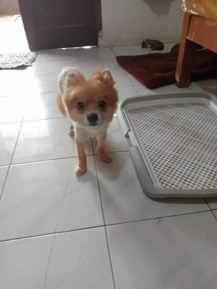 puppy pom mix shih tzu