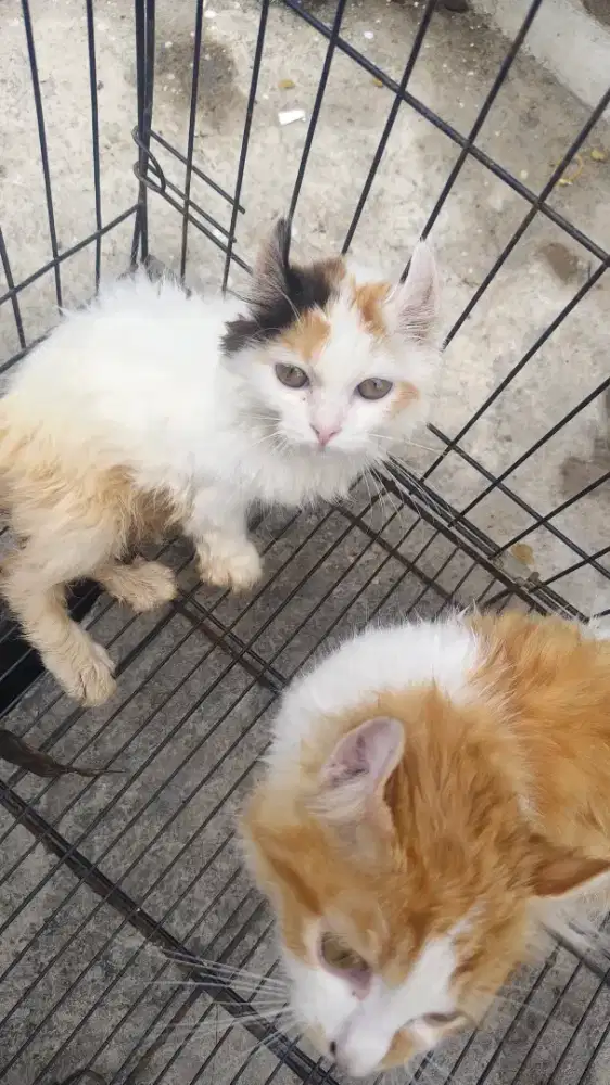 Anak kucing muchkin umur 2,5 bulan