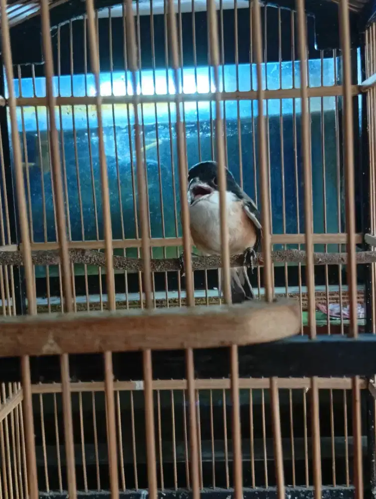 Burung pentet jawa