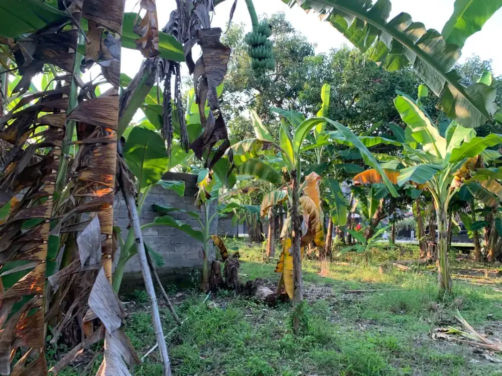 Tanah Lelang Harga di Bawah Pasaran Dekat Gunung Kemukus