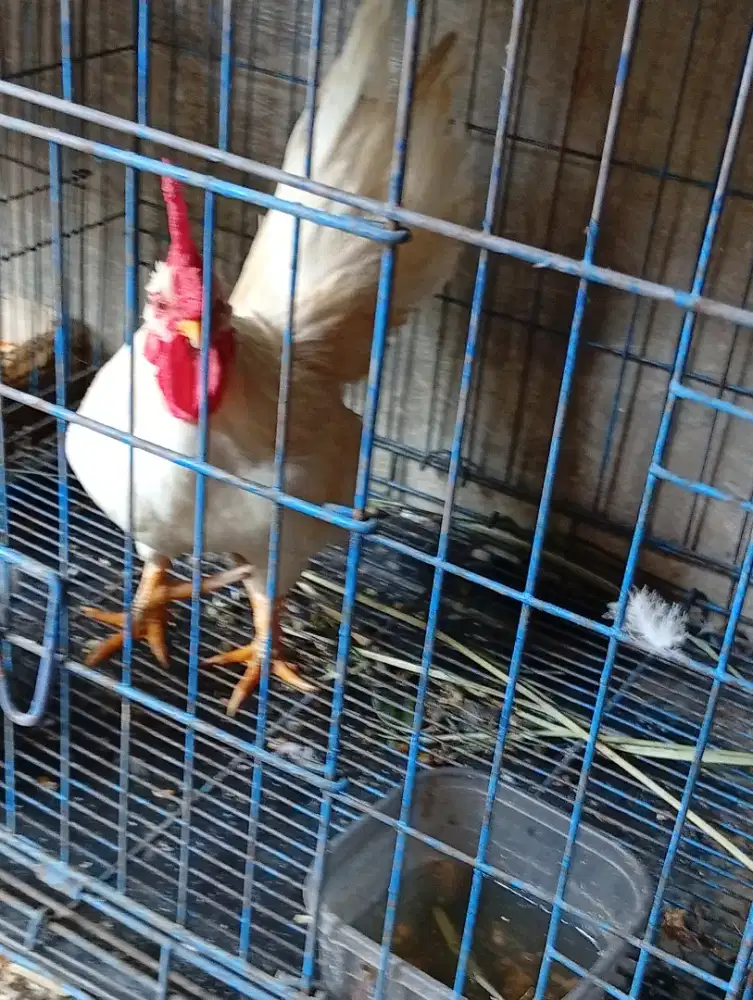 Ayam Kate putih jantan