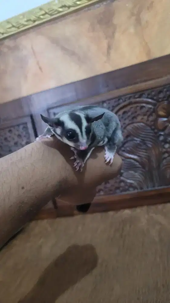 Anakan Sugar Glider Classic Grey