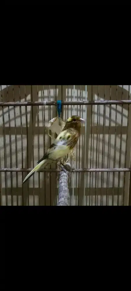 BURUNG KENARI AF