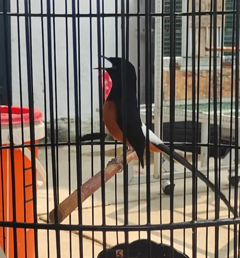 Burung Murai Batu Gacor Materi Istimewa Bulu Baru Gress