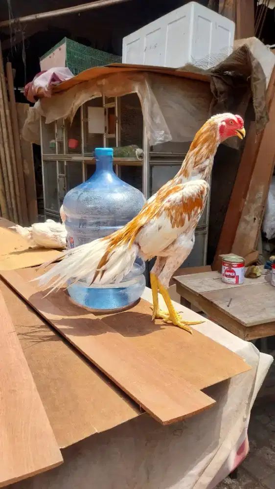 Ayam hias bangkok ekor lidi