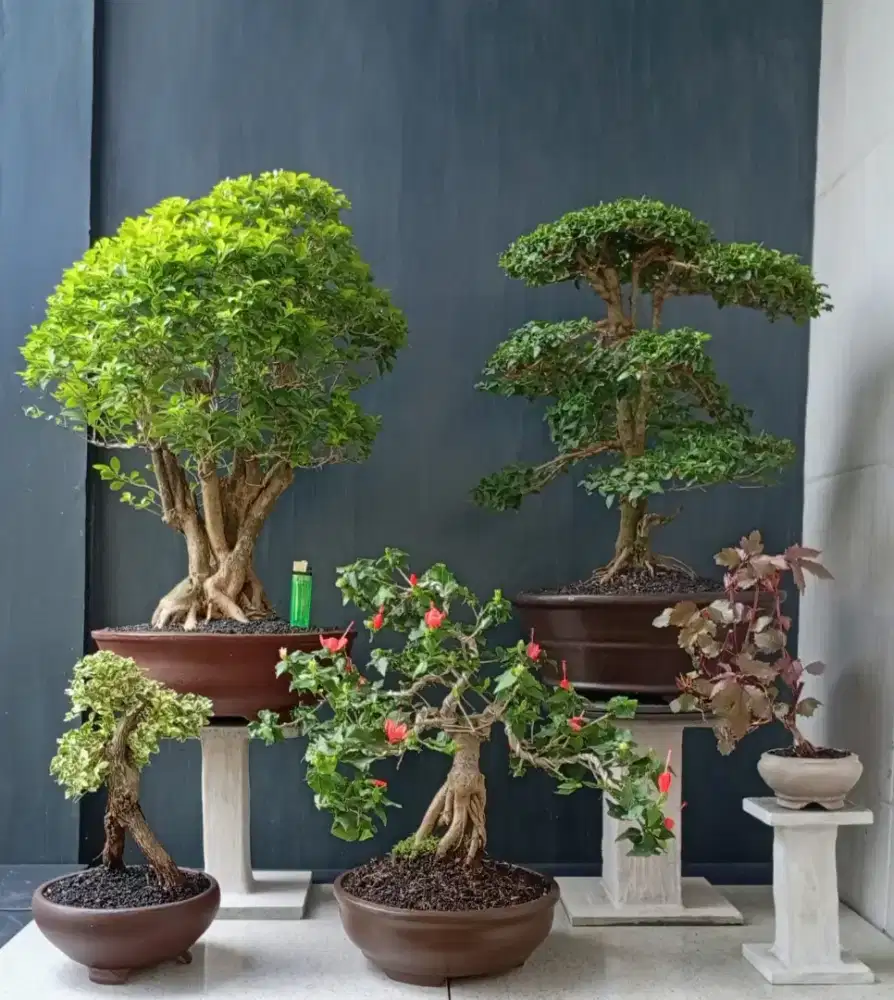 Cantik bonsai hias borong murah