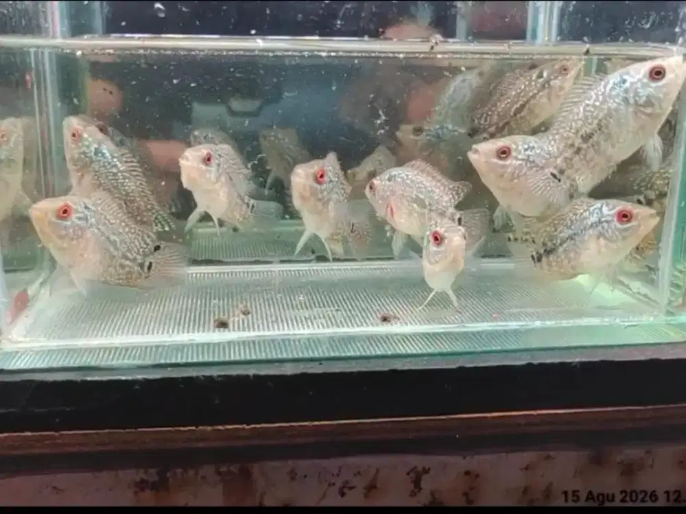 burayak ikan lohan cencu gen gb 2-3cm full mutiara full marking
