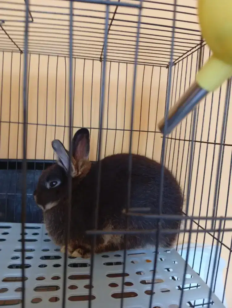 Kelinci Hias Netherland Dwarf Jantan 3 Bulan