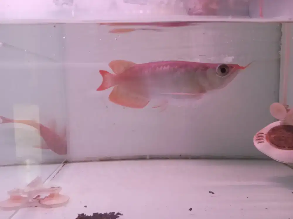 Ikan arwana super red short body