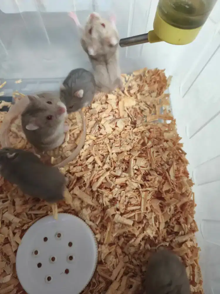 Hamster campbel 2 bulan siap produksi