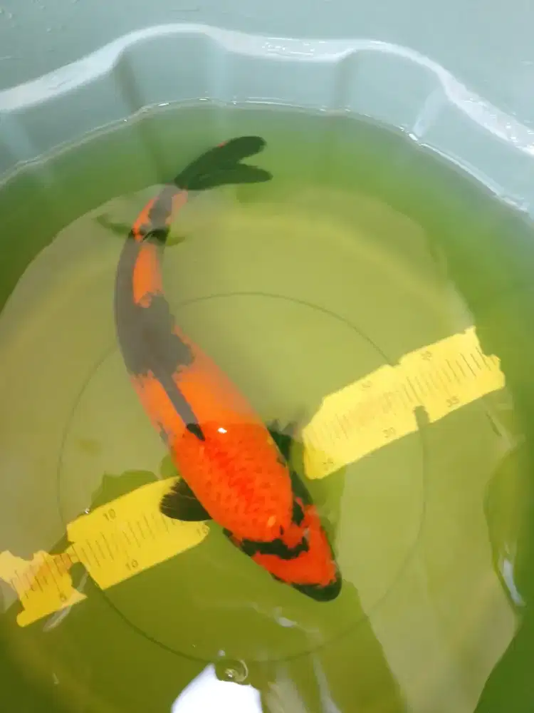 Ikan koi jenis Hi Utsuri 41cm female HQ