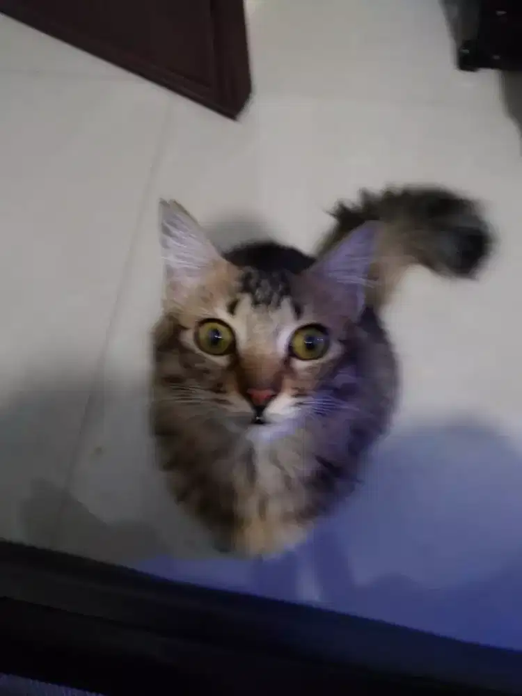 Kucing  anggora
