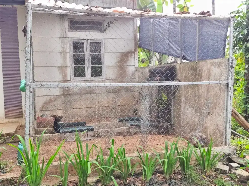 Kandang Ayam Umbaran