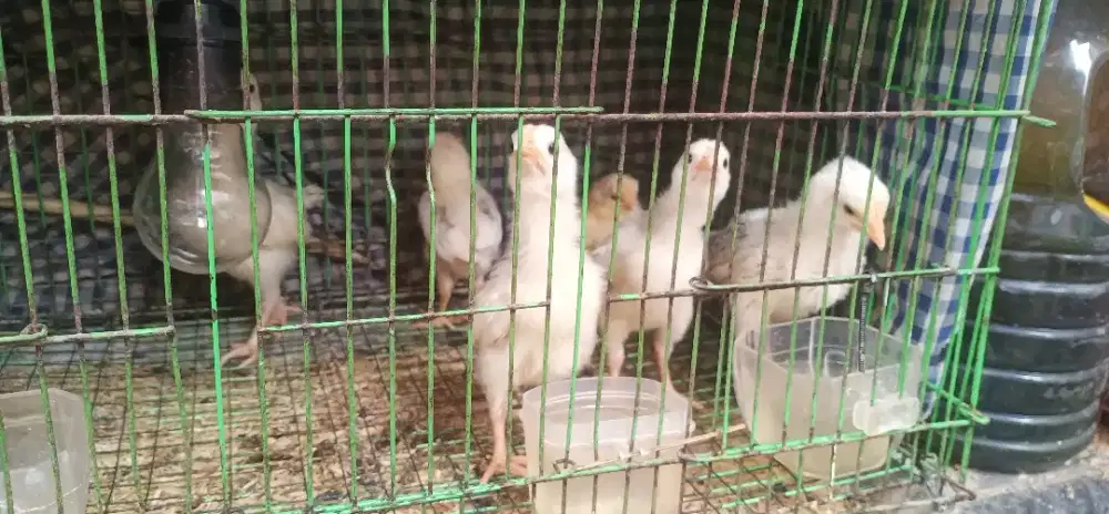 Ayam Elba doc 9ekor