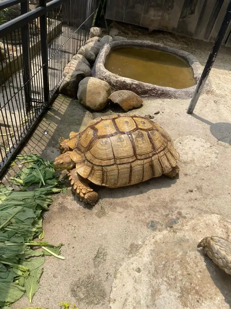 Kura kura Sulcata betina indukan 58 cm