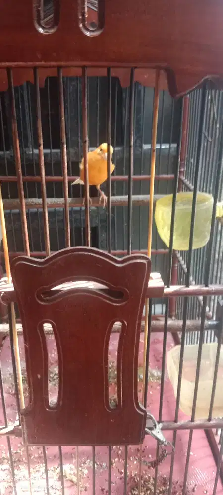 Burung kenari gacor
