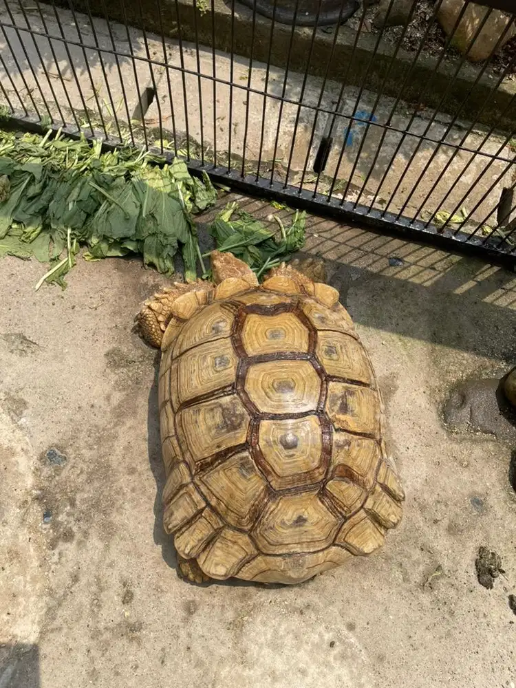 Kura kura Sulcata betina indukan 58 cm