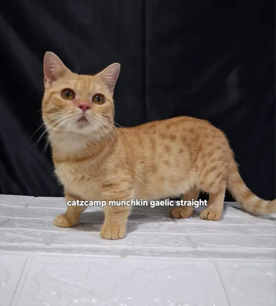 Kucing munchkin gaelic straight