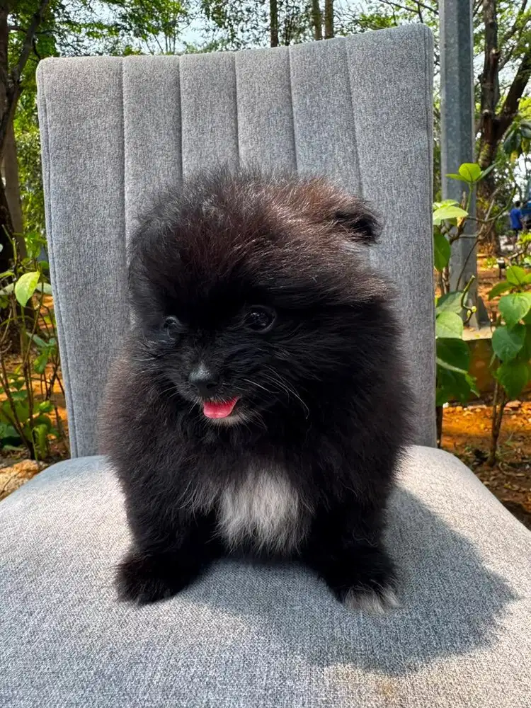 Mini pom betina black stambum vaksin