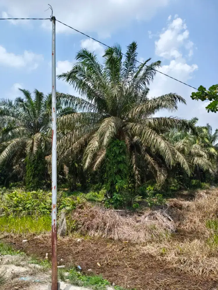 Dibutuhkan lowongan kerja, orang jawa untuk manen sawit dan langsir