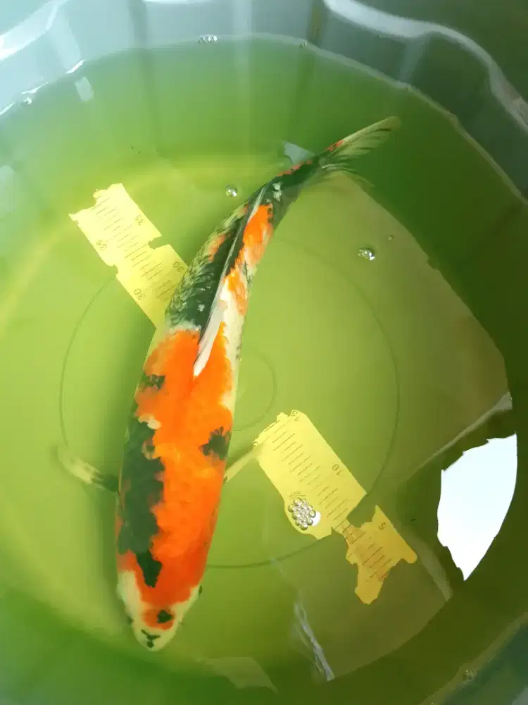 Ikan koi jenis SHOWA 42cm female