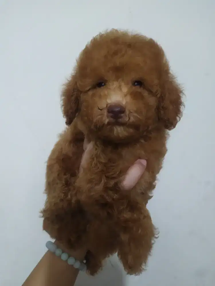 Red toy poodle jantan