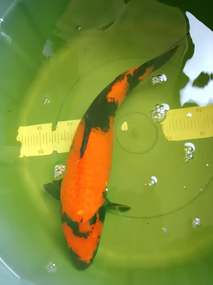 Ikan koi jenis Hi Utsuri size 41cm HQ