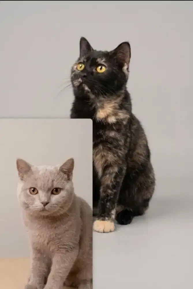 BSH Tortie Female ( Hamil )