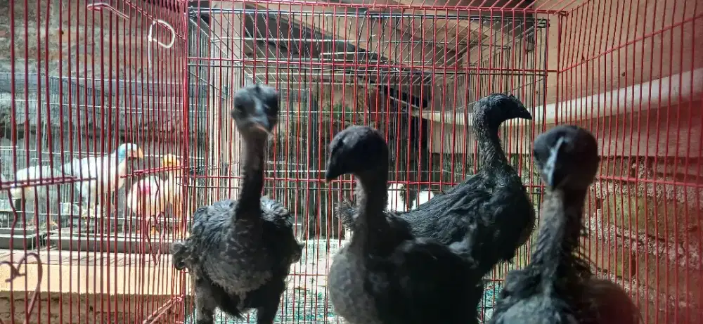 Ayam hias cemani istimewa