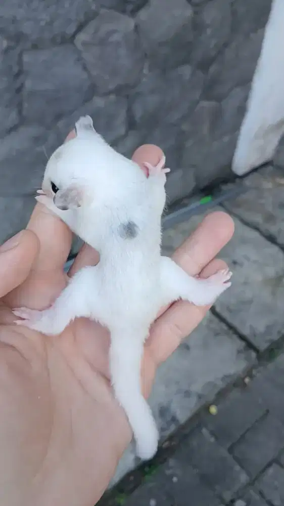 Sugar glider joey Mozaic Piedbald