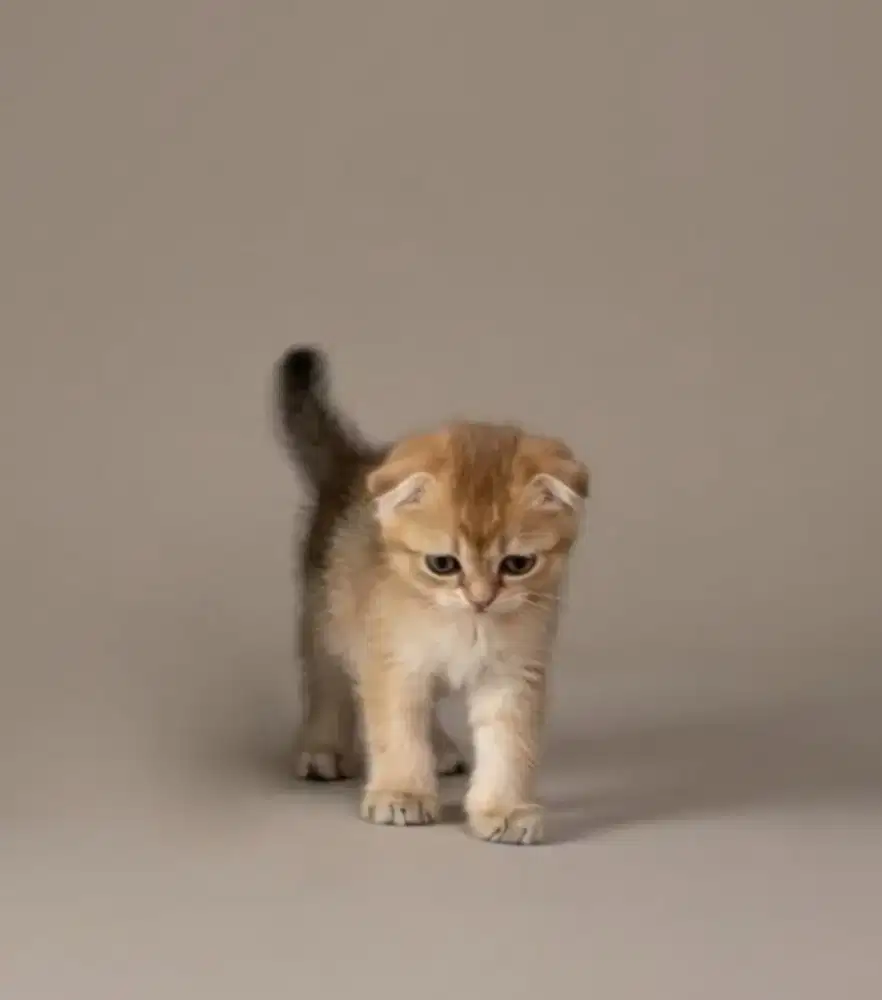 Scottish Double Fold Golden Female