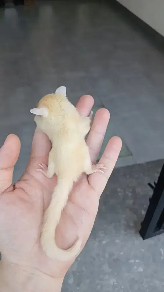 Sugar glider joey leucistic minusan