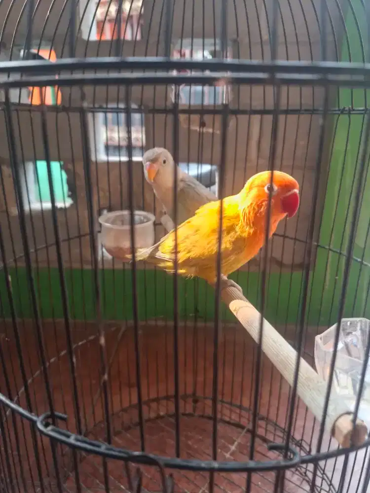 Lovebird Paud Berisik