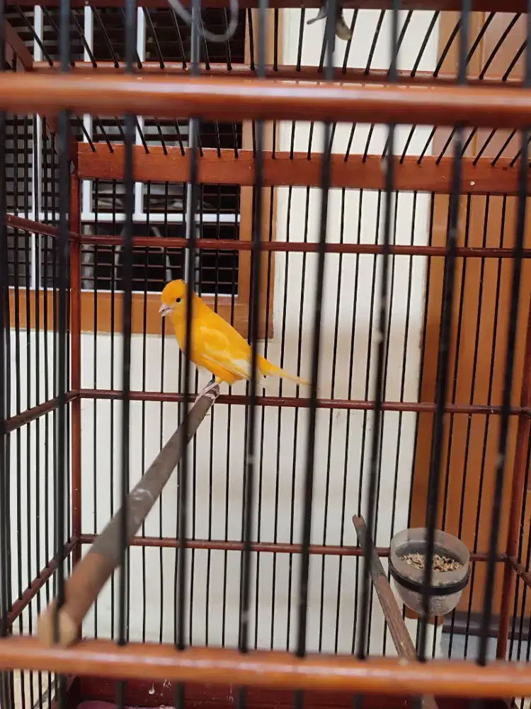 Burung Kenari AF Gacor