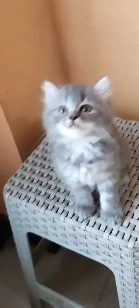 Adop kitten 3 bulan