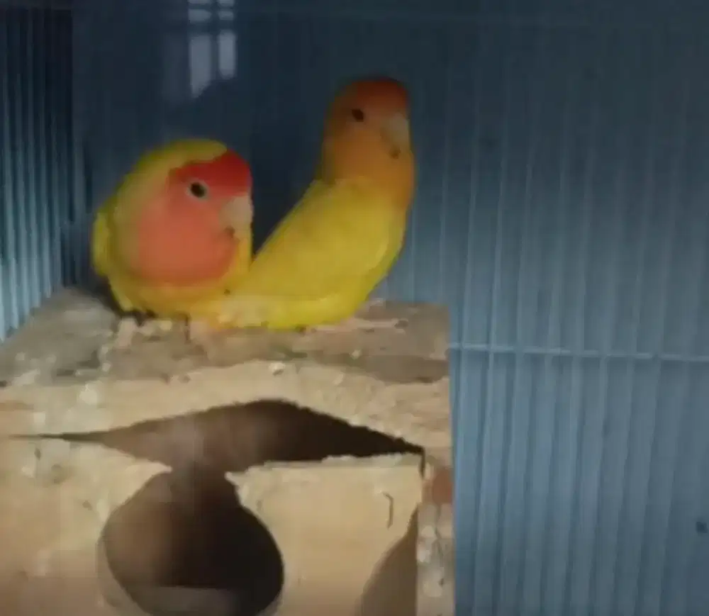 LOVEBIRD NONKLEP MM SEPASANG DEWASA
