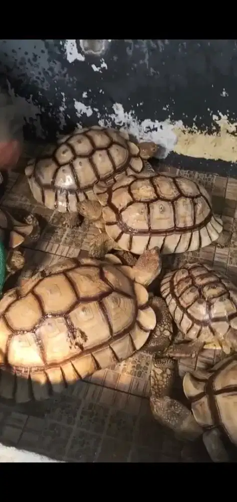 Kura kura dikata 7 ekor