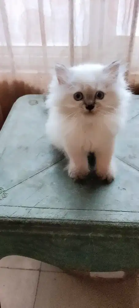 Adopt kitten 3 bulan
