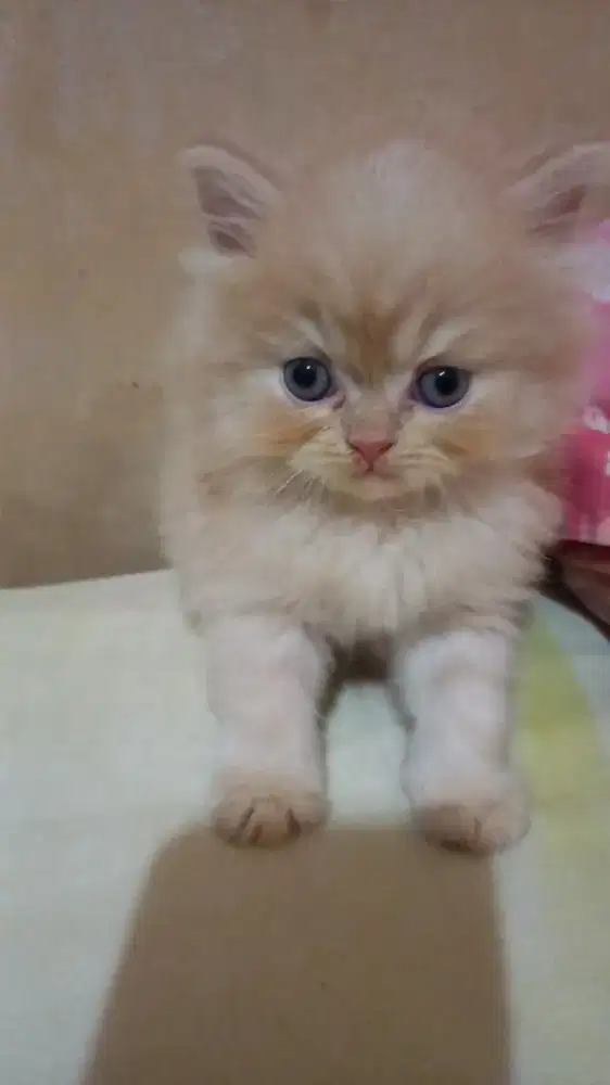 lepas adopt persia medium